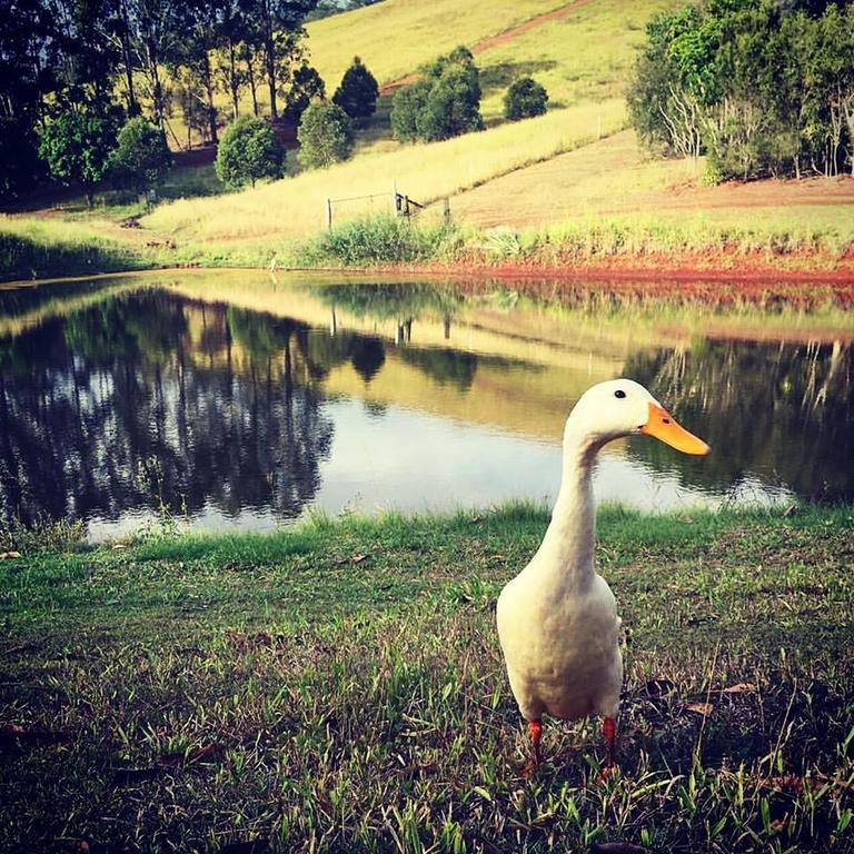 Amamoor Homestead And Country Cottages Bagian luar foto